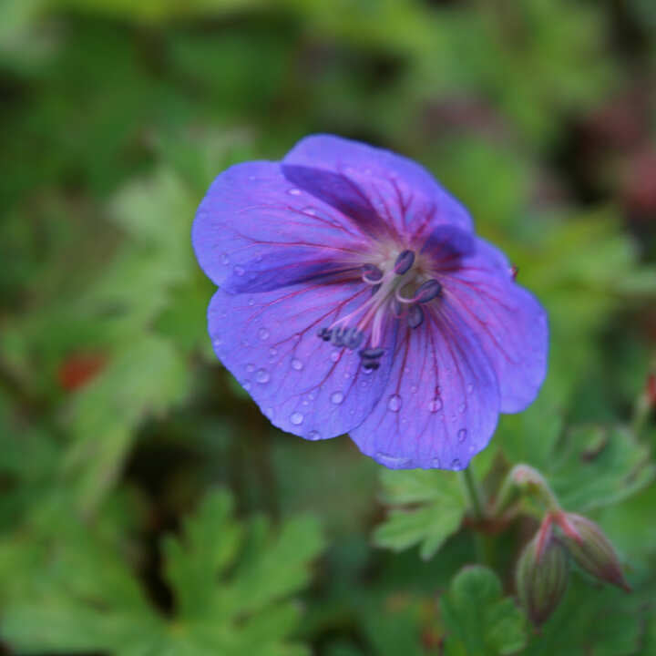 Geranium himalayense 'Gravetye' P9