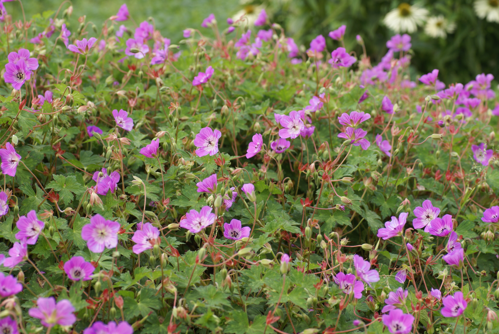 GERANIUM hybrid 'Kelly-Anne' 1 L