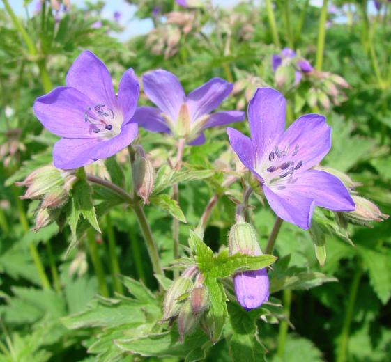 Geranium sylv. 'Mayflower' P9