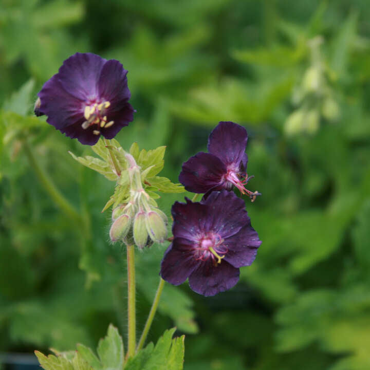 Geranium phaeum 'Raven'