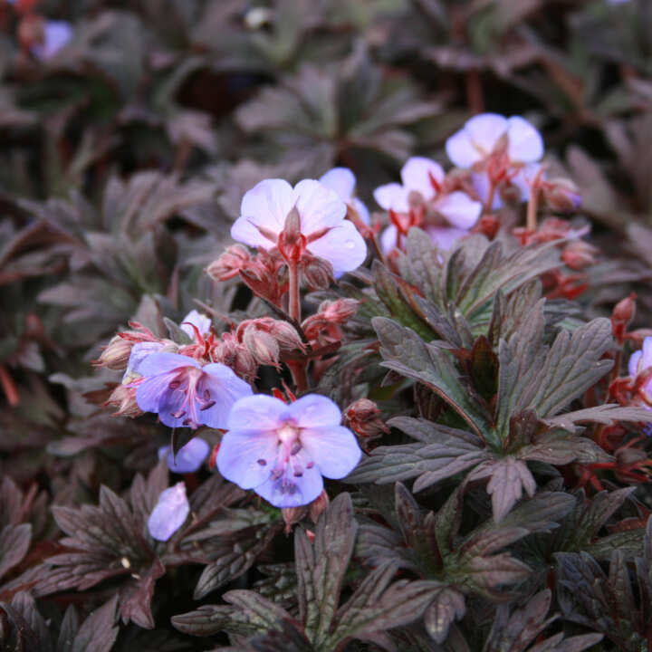 Storkenæb - Geranium pratense 'Midnight Reiter'(R) 1L