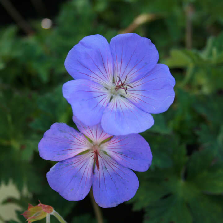 Geranium hybrid 'Rozanne'(R) 11C