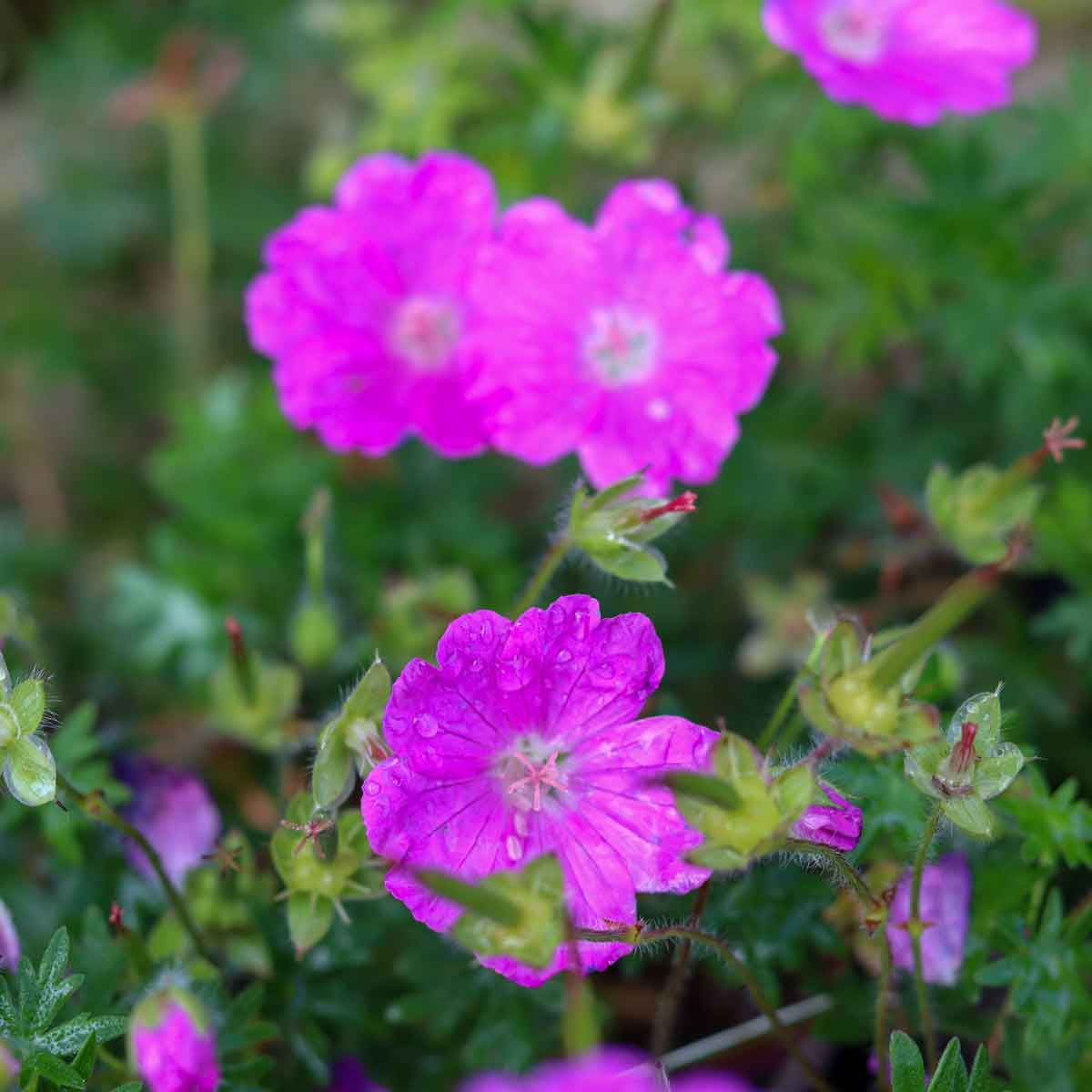 Geranium sang. 'Max Frei' P9