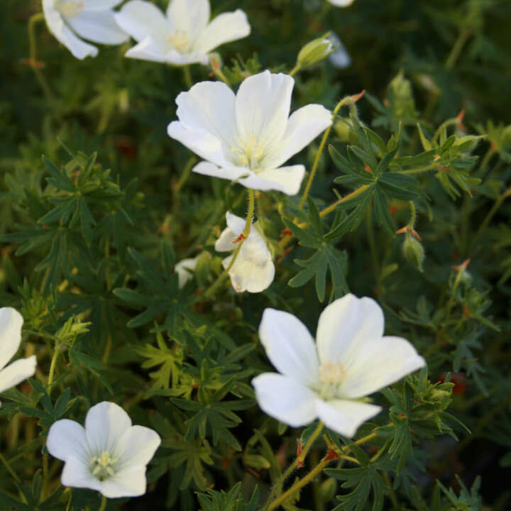 Geranium sanguineum 'Album' 11C