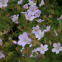 Storkenæb - Geranium