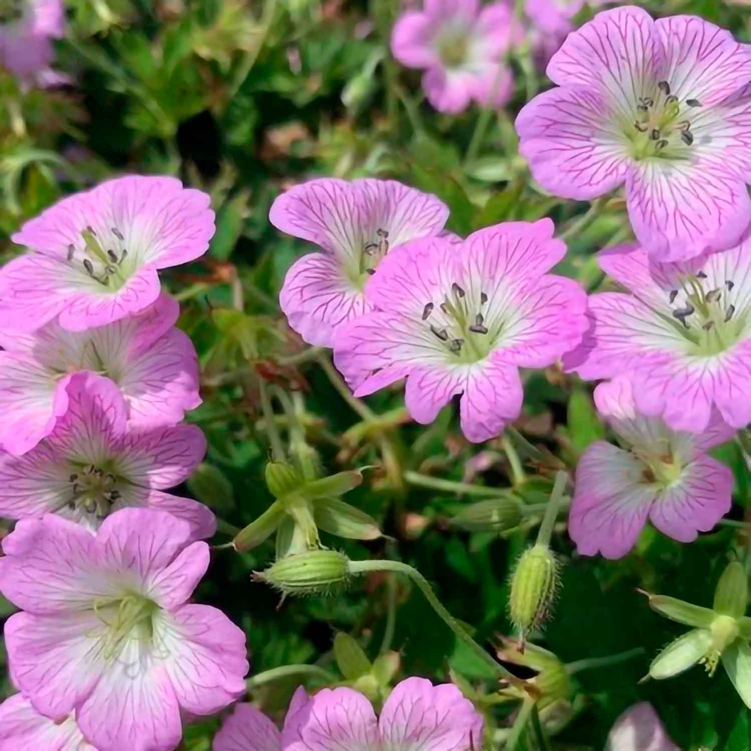 Geranium shikokianum Confetti