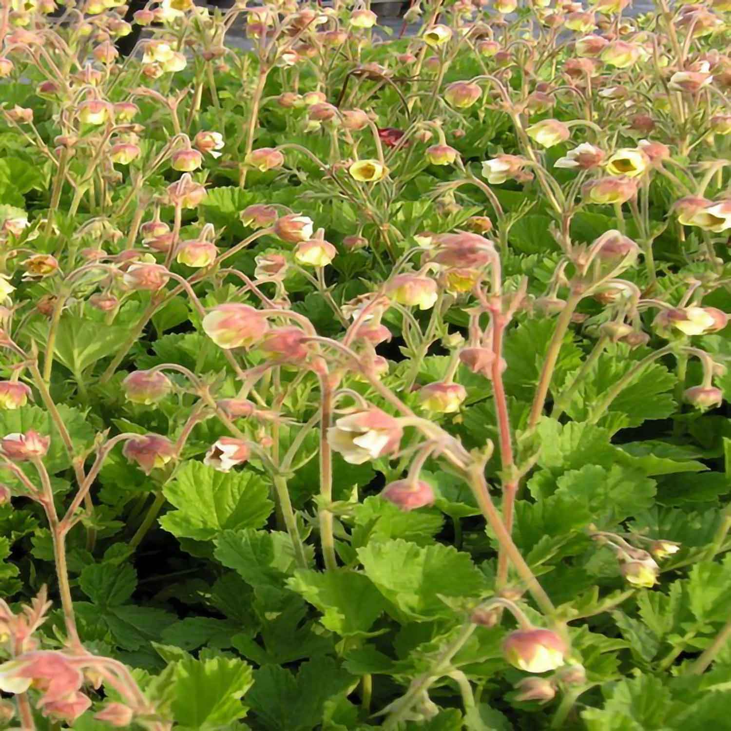 Kryddnejlika rot - Geum hybrid 'Lemon Drops' 11C