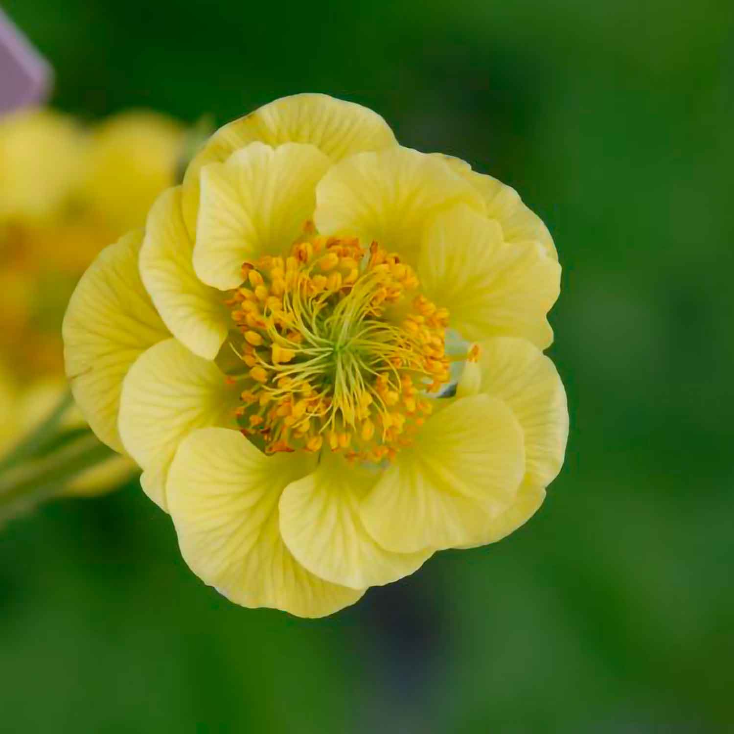 Geum hybrid 'Banana Daquiry'