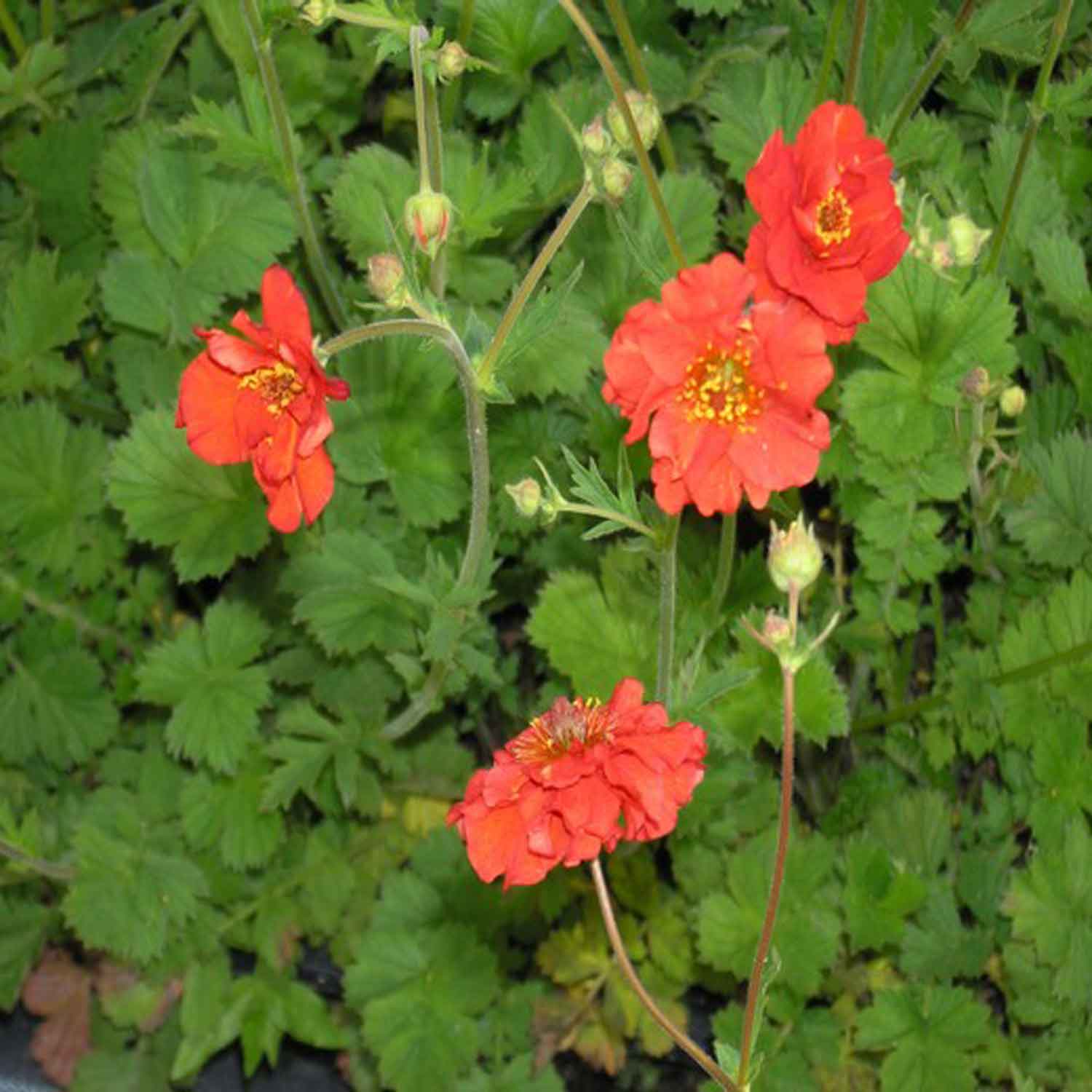 GEUM chiloense Mrs Bradshaw  1 L Potte