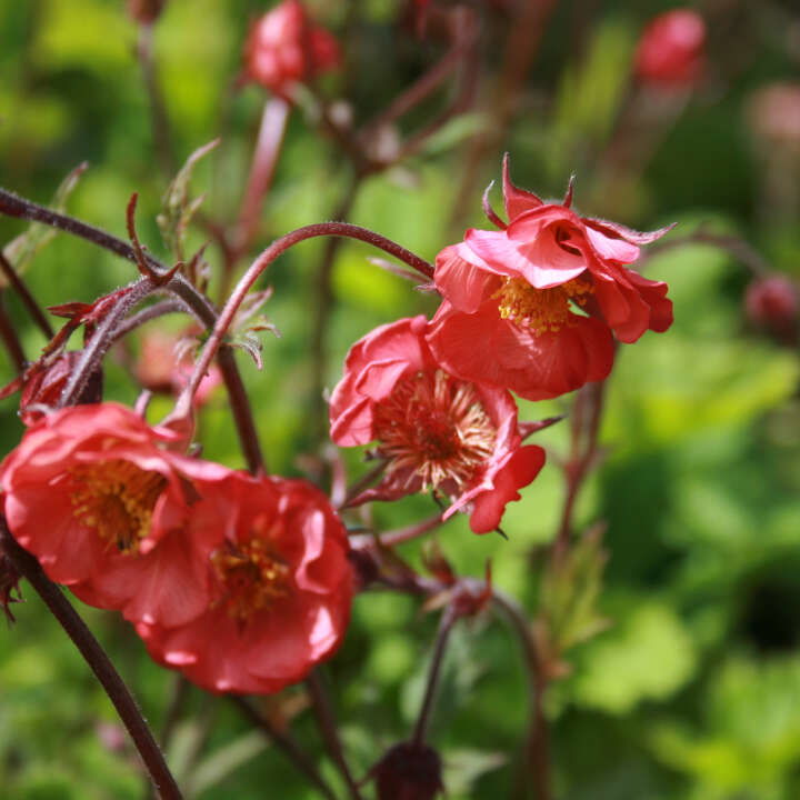 Geum hyb. 'Flames of Passion'