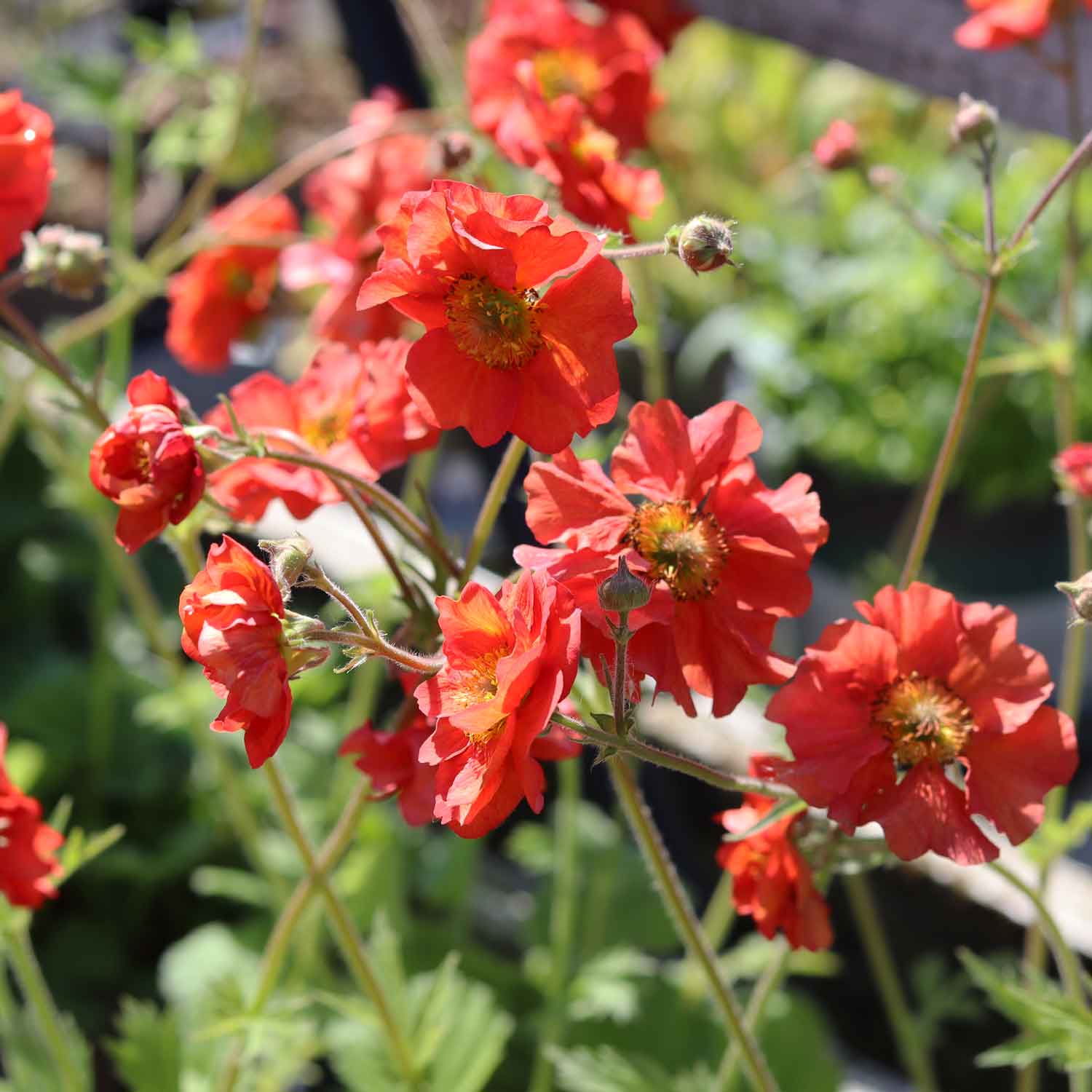 Geum Scarlet Tempest 9cm