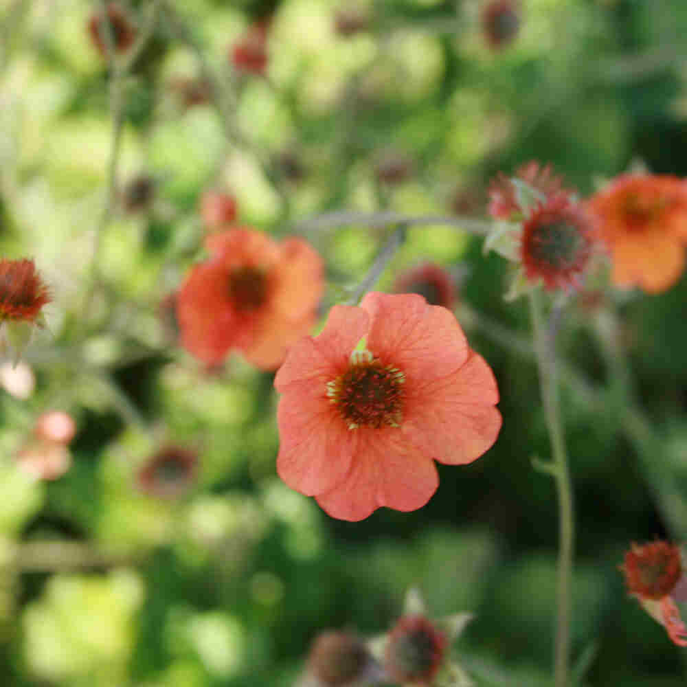 Geum hybrid 'Totally Tangerine'(R)