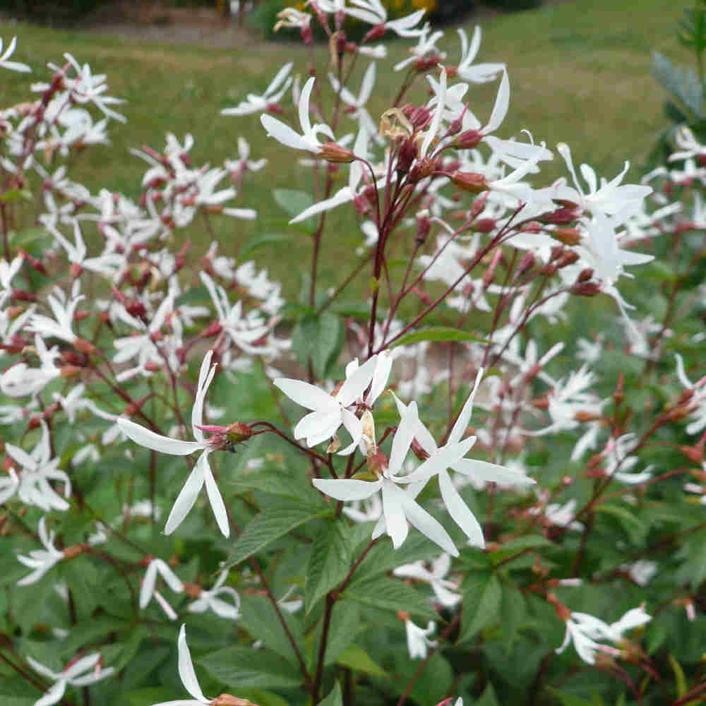 Butterfly flower - Gillenia trifoliata 11C