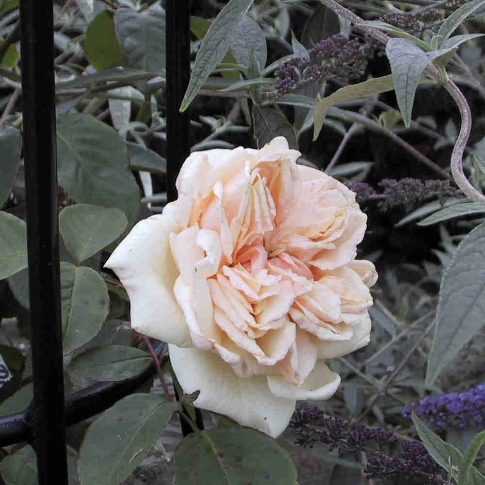 Climbing rose 'Gloire de Dijon'