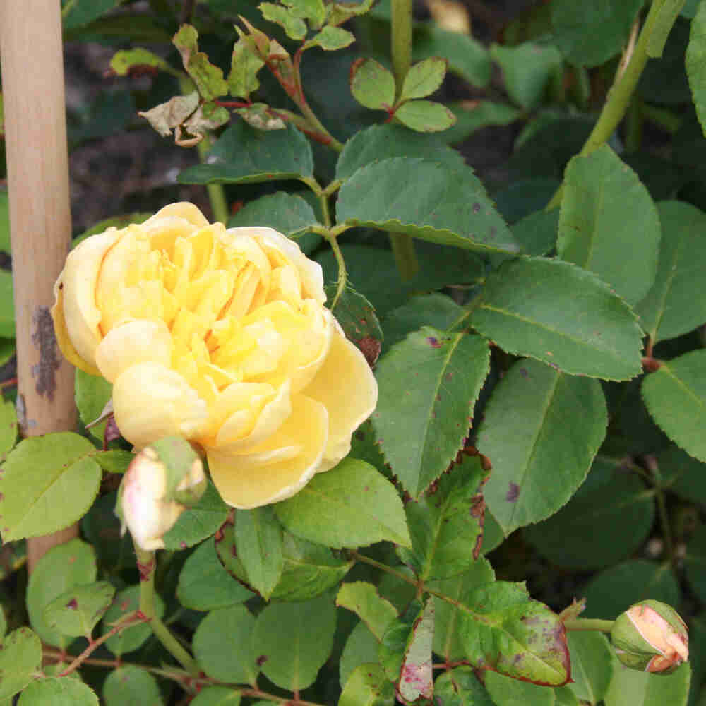 Climbing rose 'Golden Fleece'