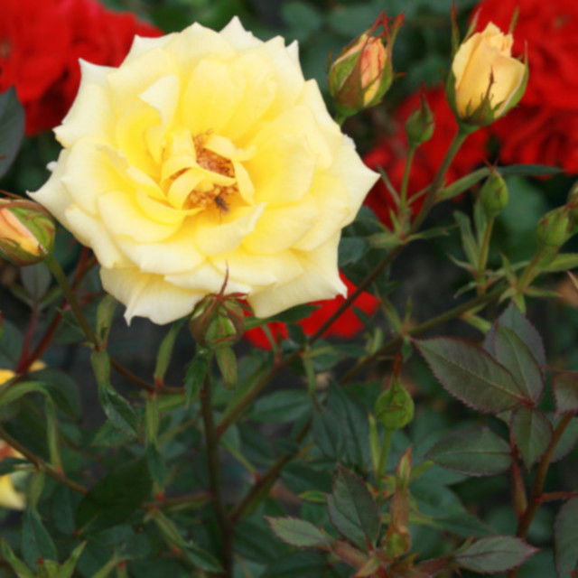 Climbing rose 'Good as Gold'