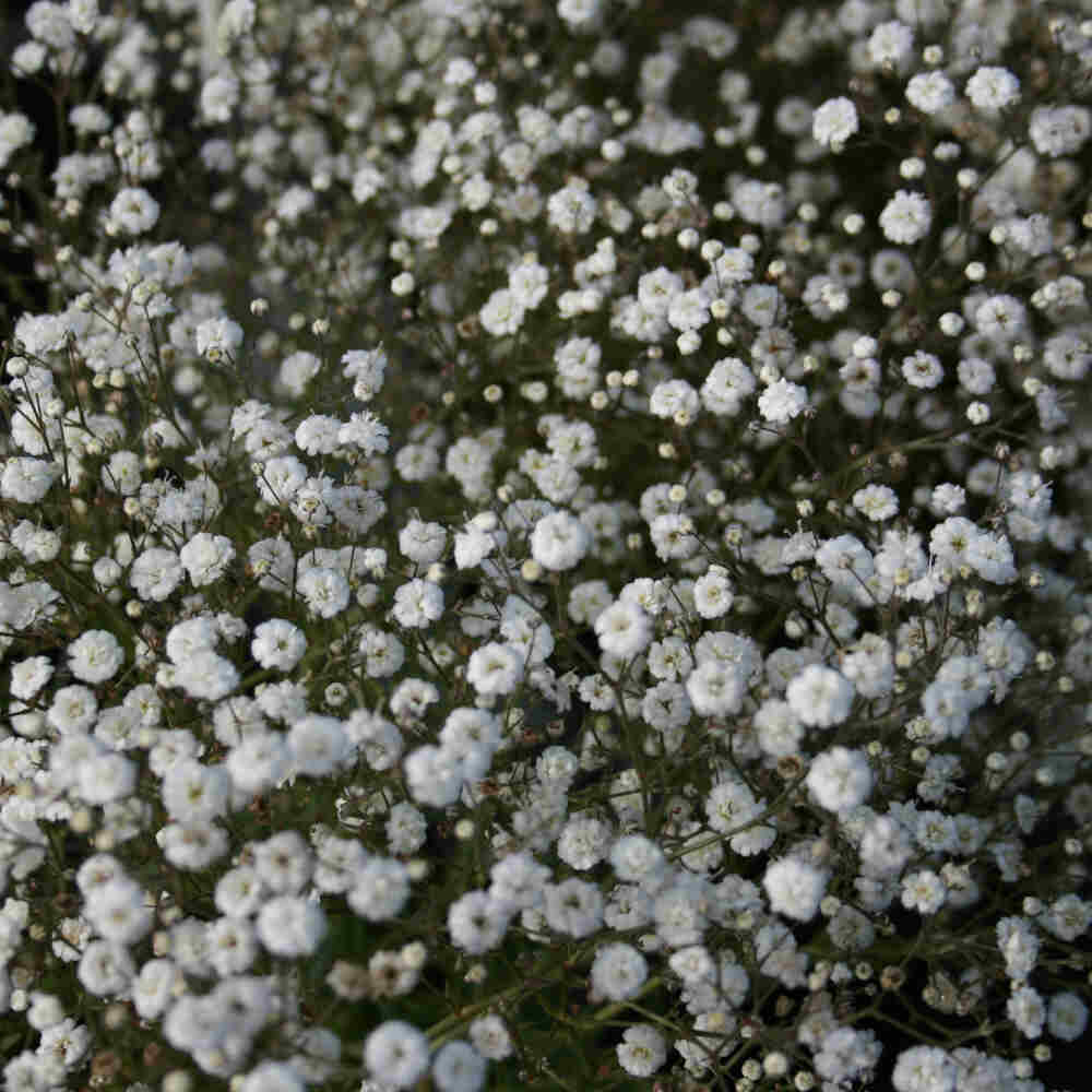 Brudeslør - Gypsophila paniculata 'White Festival'