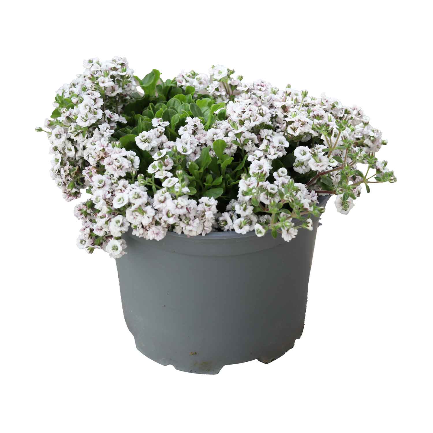 Gypsophila cerastioides 17cm