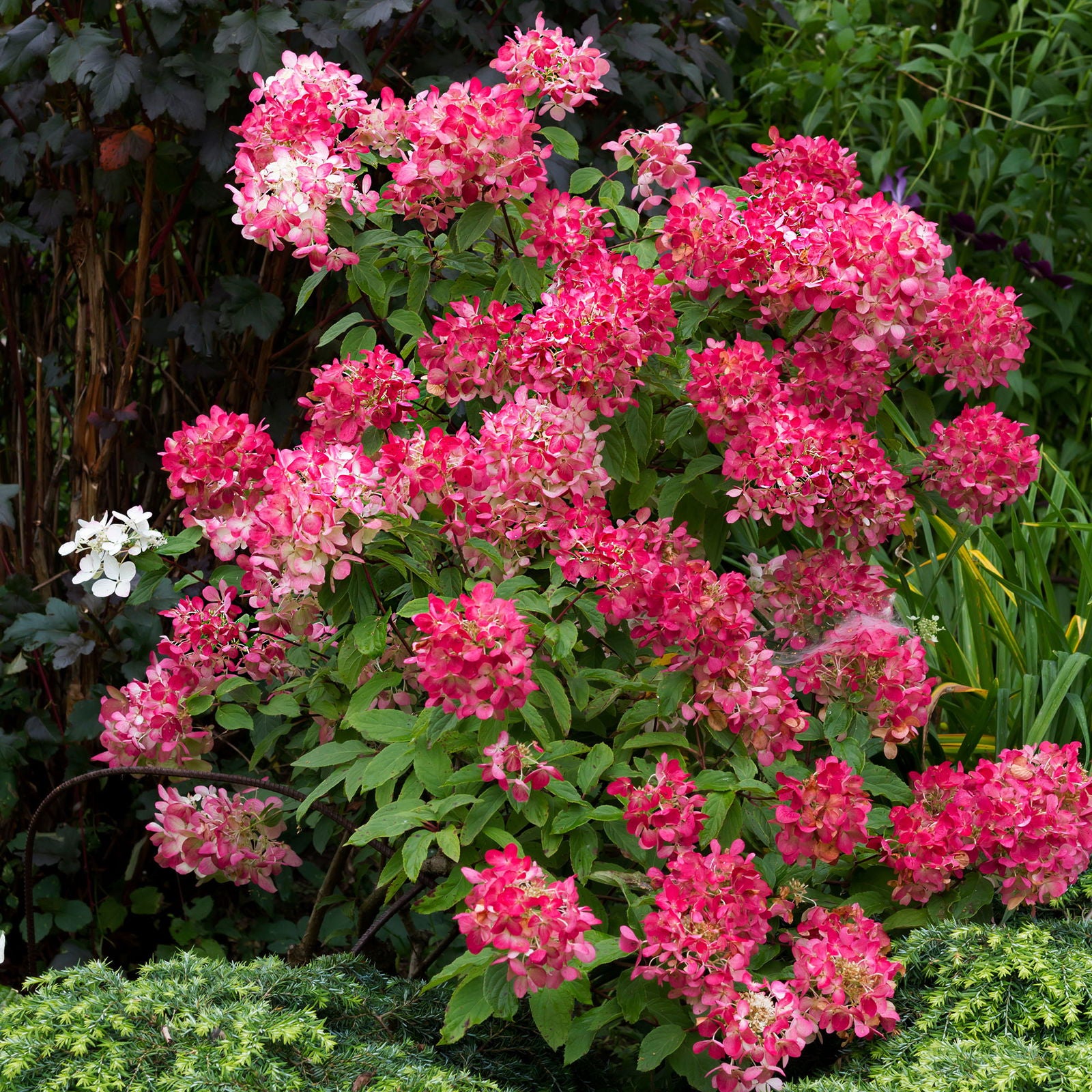 Hydrangea pan. 'Wim's Red' ®40/50 C.5