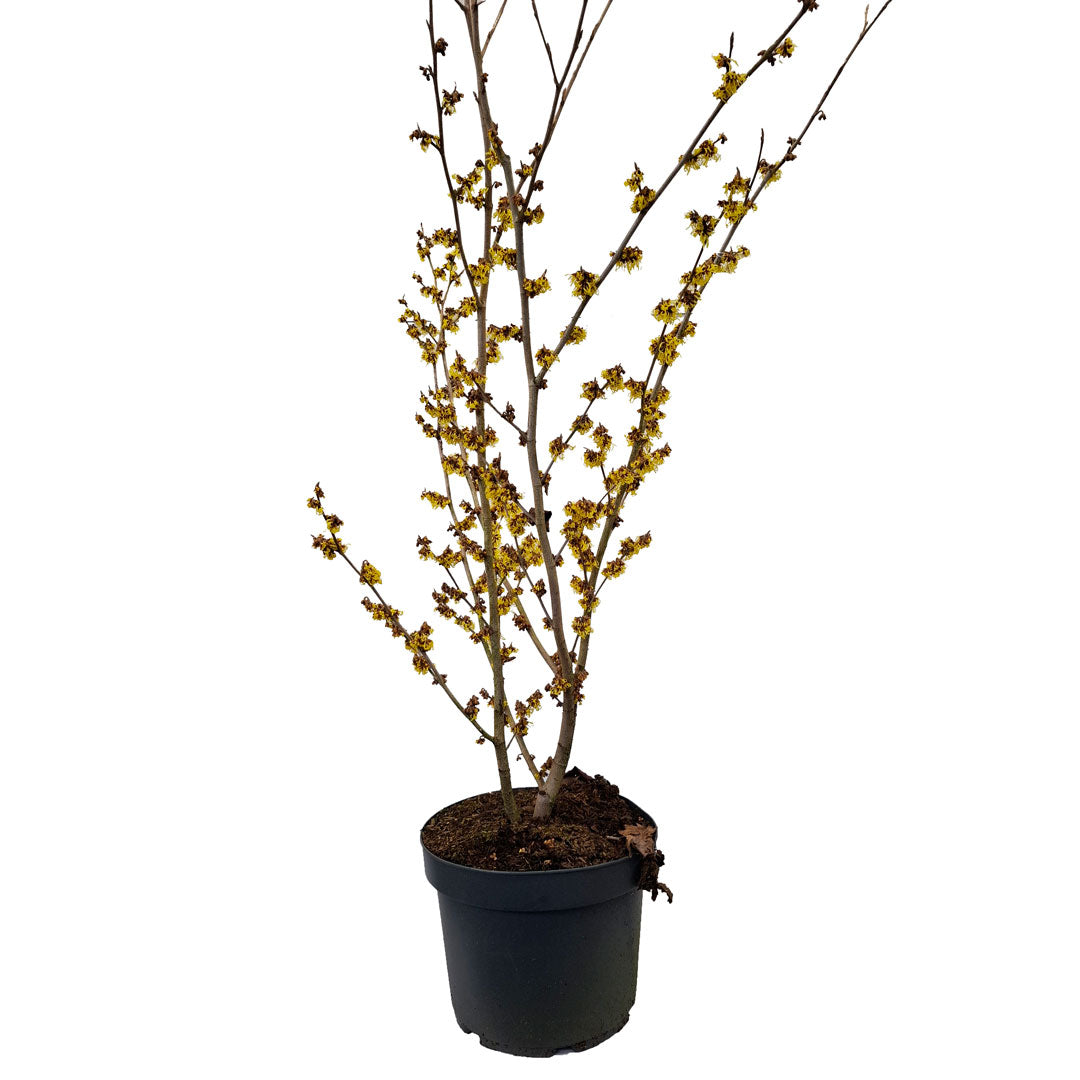 Hamamelis int. 'Arnold Promise' 80-100 cm 10L