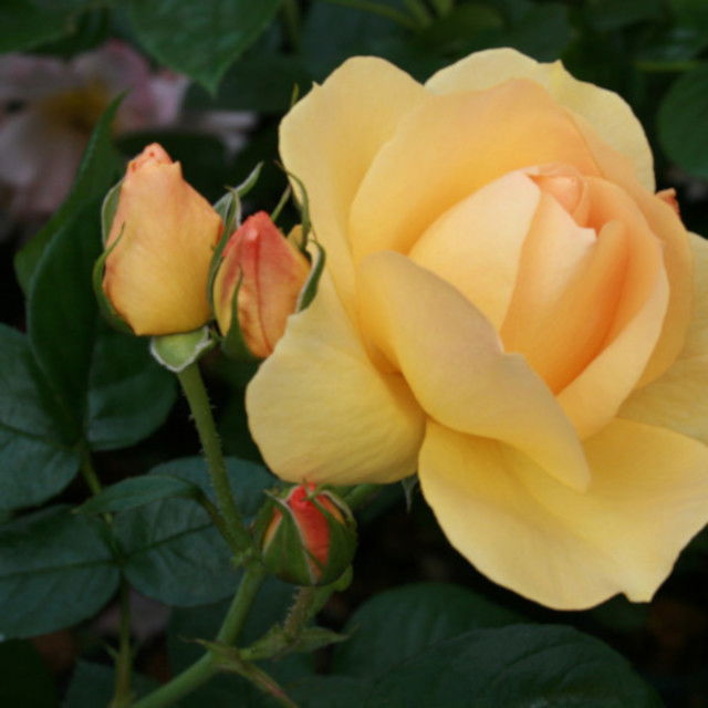 Rose 'Hansestadt Rostock'