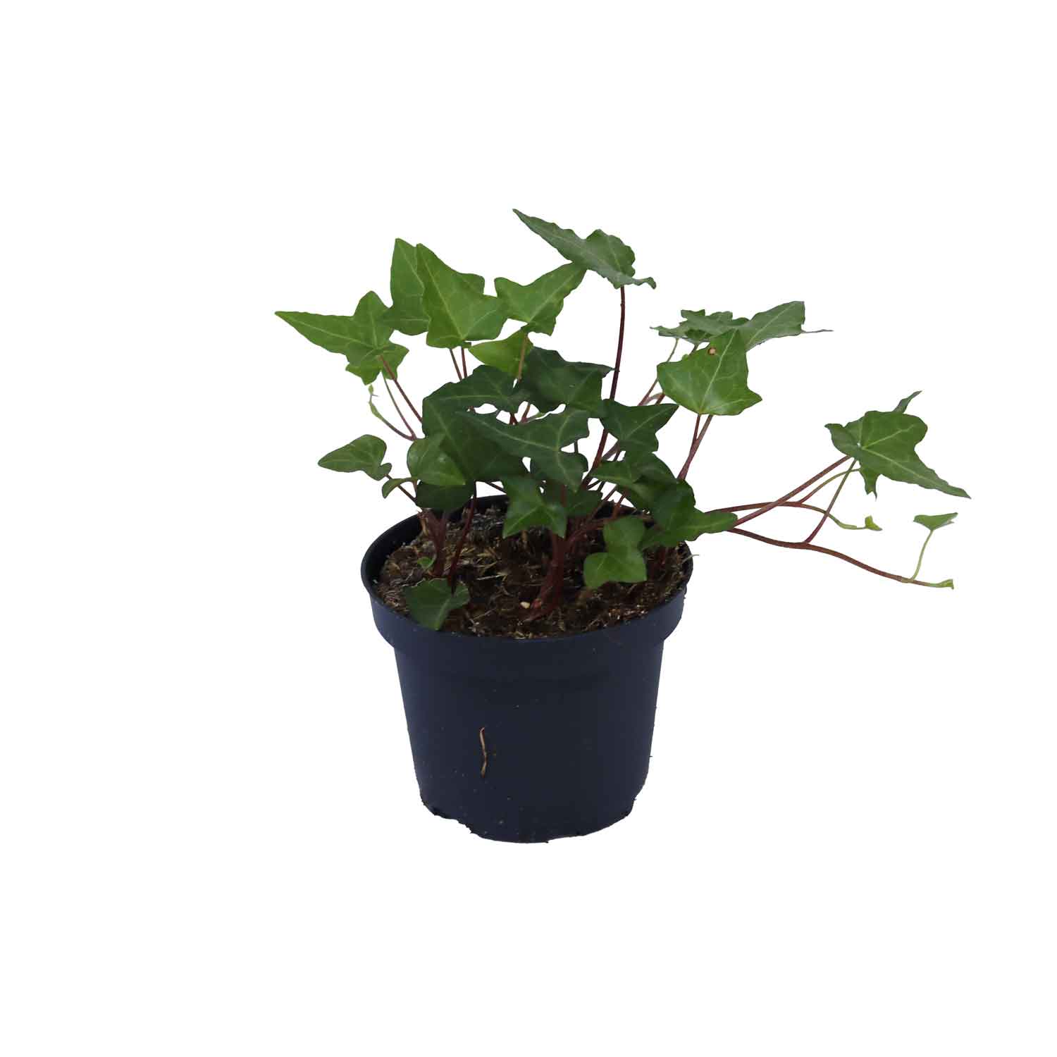 Hedera helix Hesma 10 cm. pot.