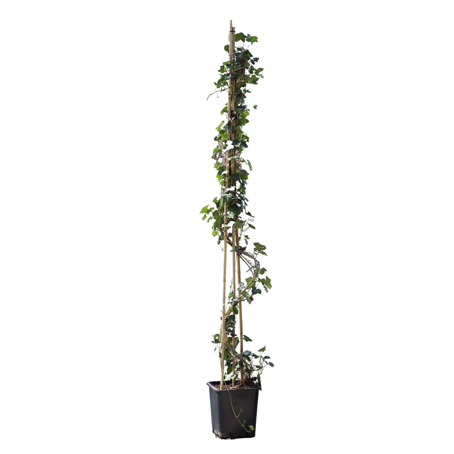 Hedera hibernica SK215