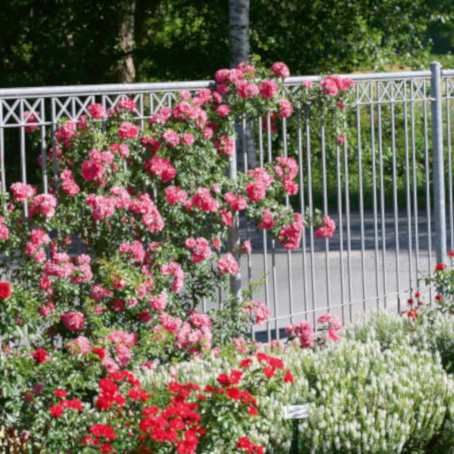 Climbing rose 'Heidetraum Plus'