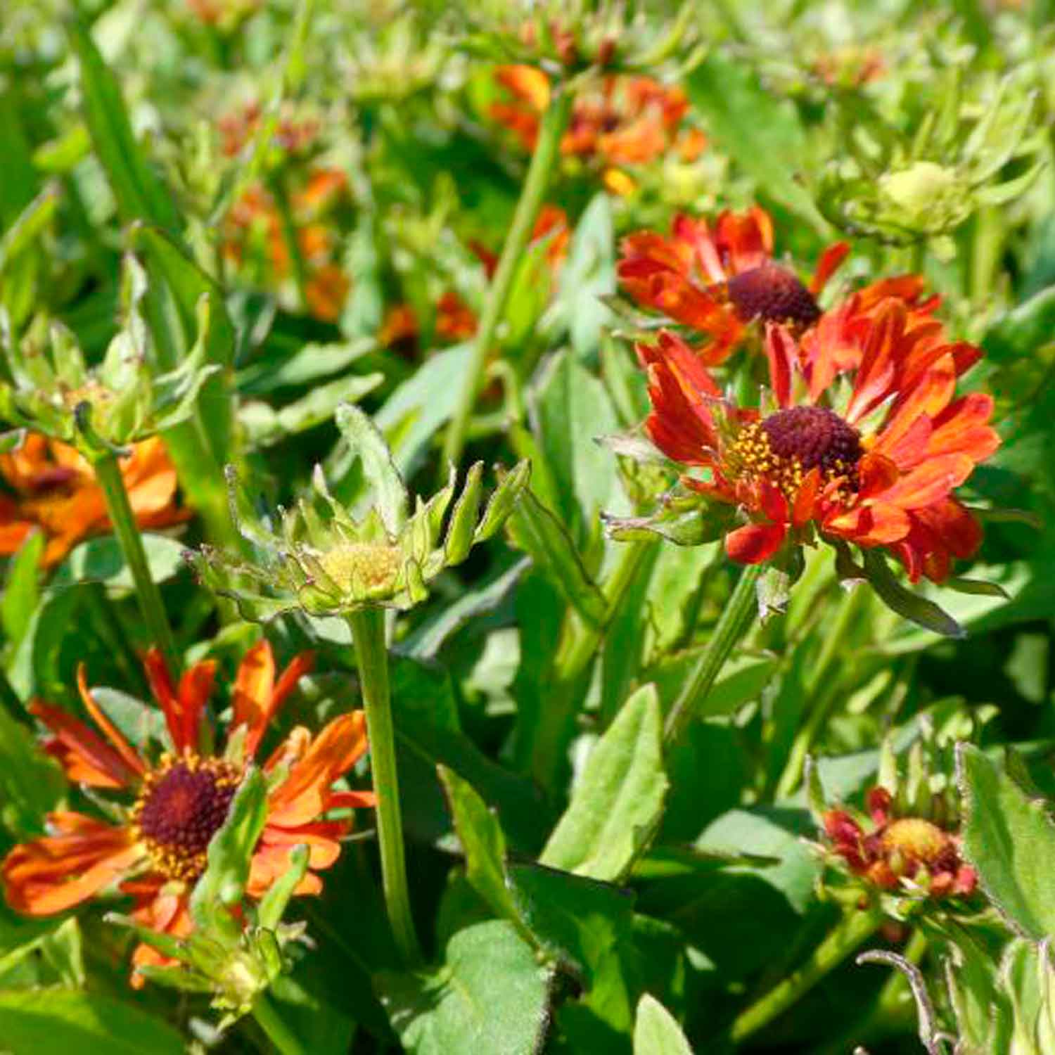 Helenium autumnale 'Hay Day'(R)