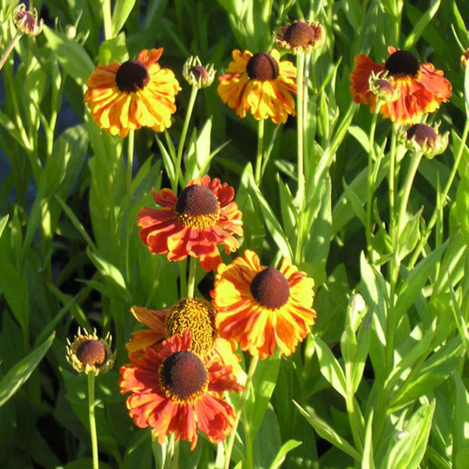 Helenium hybrid 'Sahin's Early Flowerer' 1L