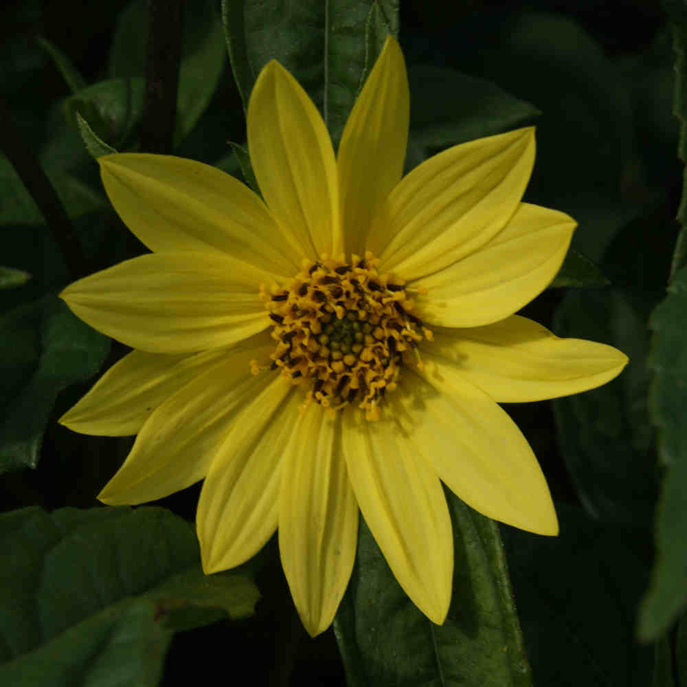 Staudesolsikke - Helianthus hybrid 'Lemon Queen' 2 L