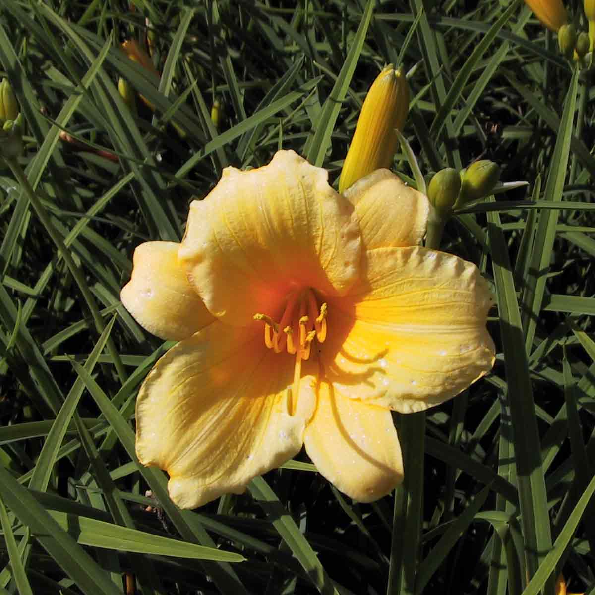 Daglilje - Hemerocallis hybrid 'Stella de Oro' 2 L