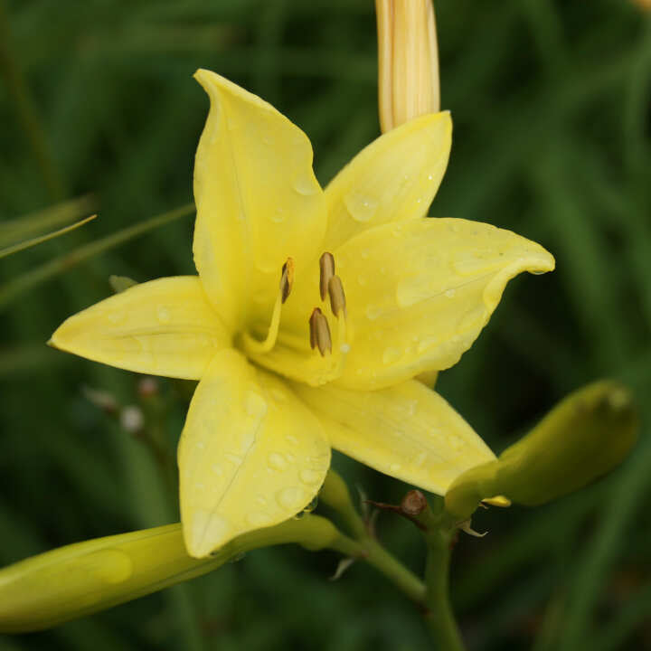 Daglilje - Hemerocallis Citrina