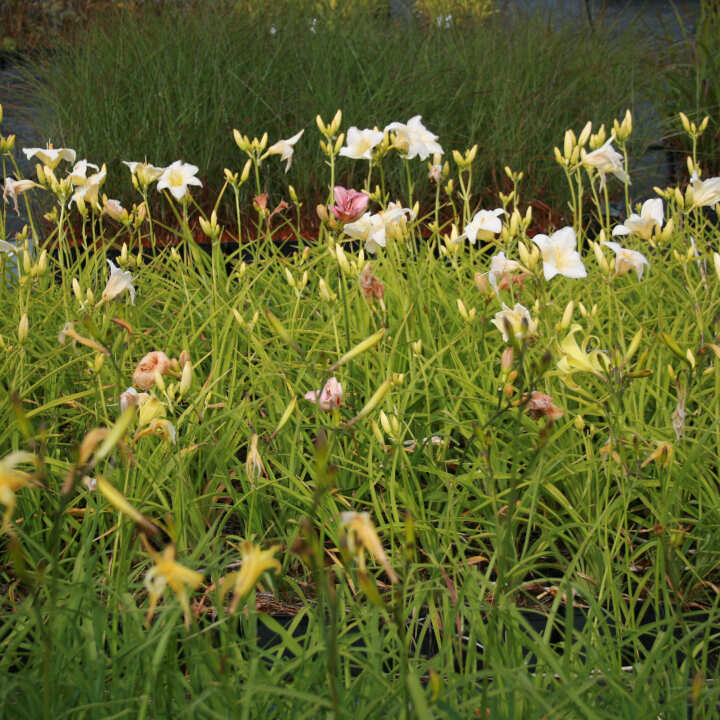 Hemerocallis citrina 2 L