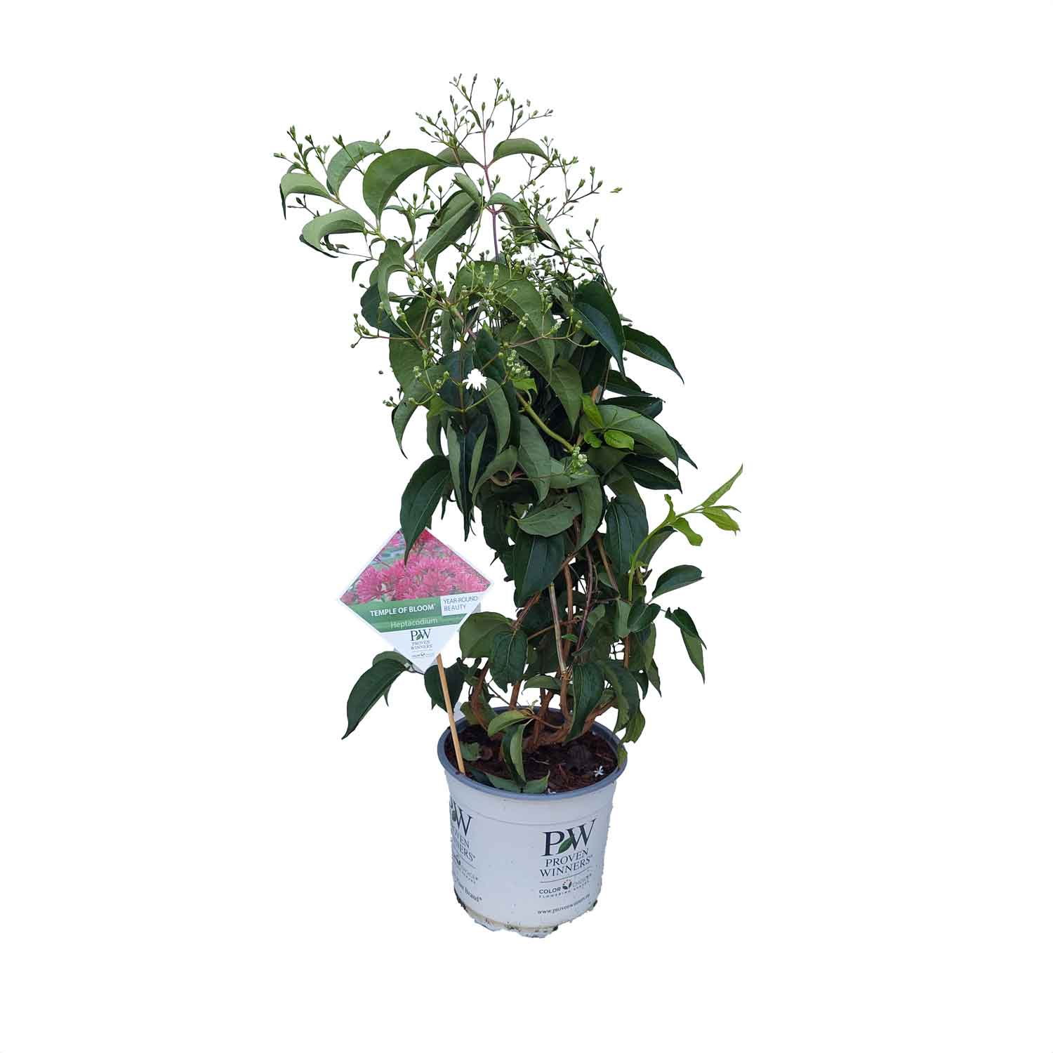 Heptacodium Temple Of Bloom® Pw 5 L Potte