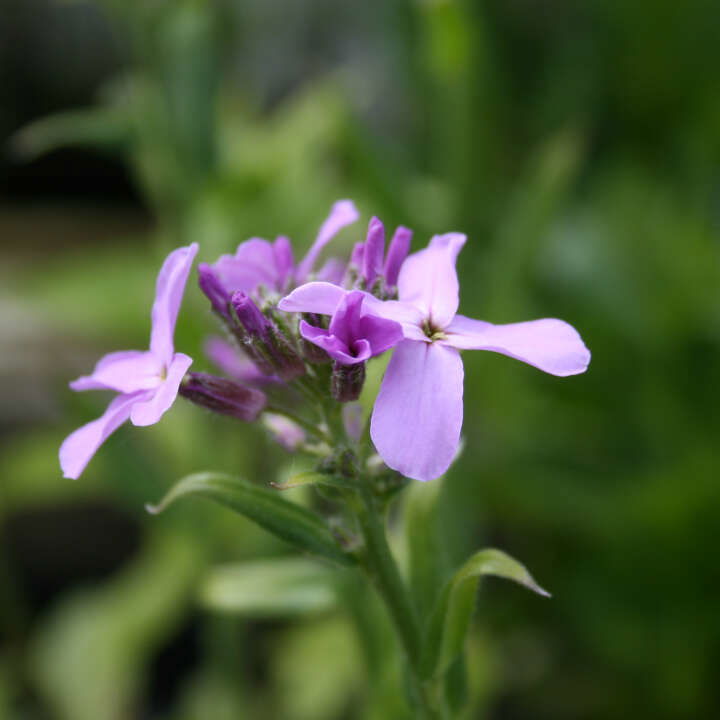 HESPERIS matronalis  1 L Potte