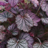 Alunrod - Heuchera