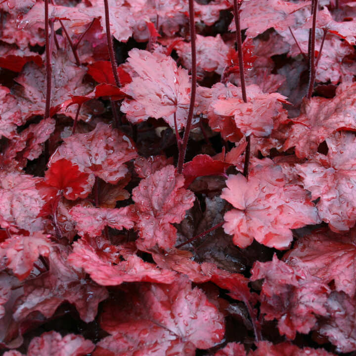 Heuchera 'Fire Chief' C1,5