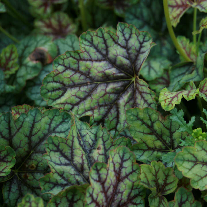 Heuchera 'Green Spice' C1,5