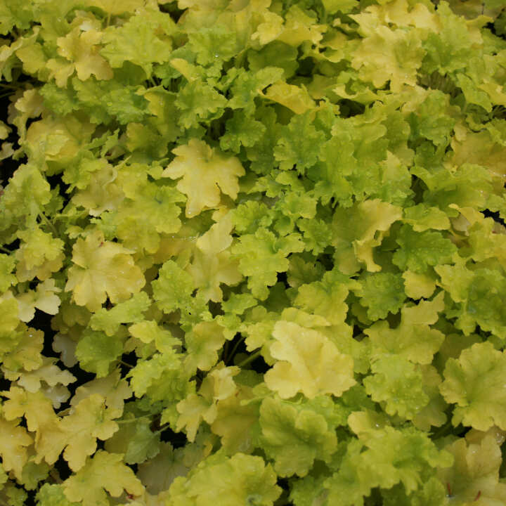 Alunrod - Heuchera h. Lime Marmalade® 1 L pot.