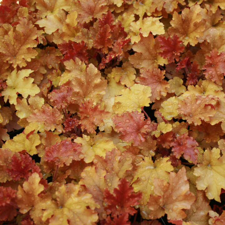 Heuchera 'Marmalade' ® C1,5