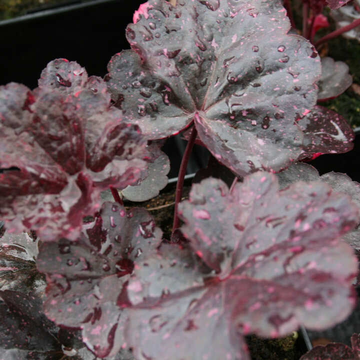 Heuchera 'Midnight Rose' C1,5