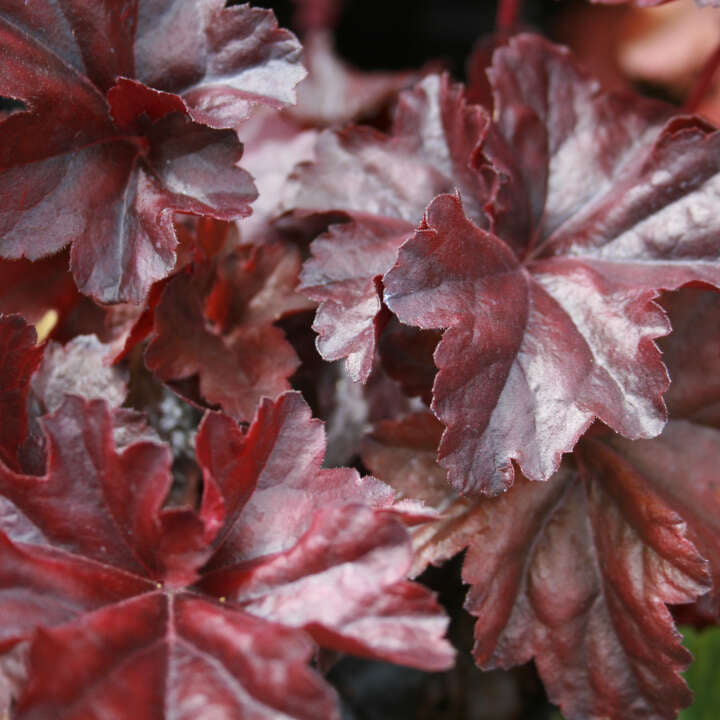 Heuchera 'Obsidian' ® C1,5