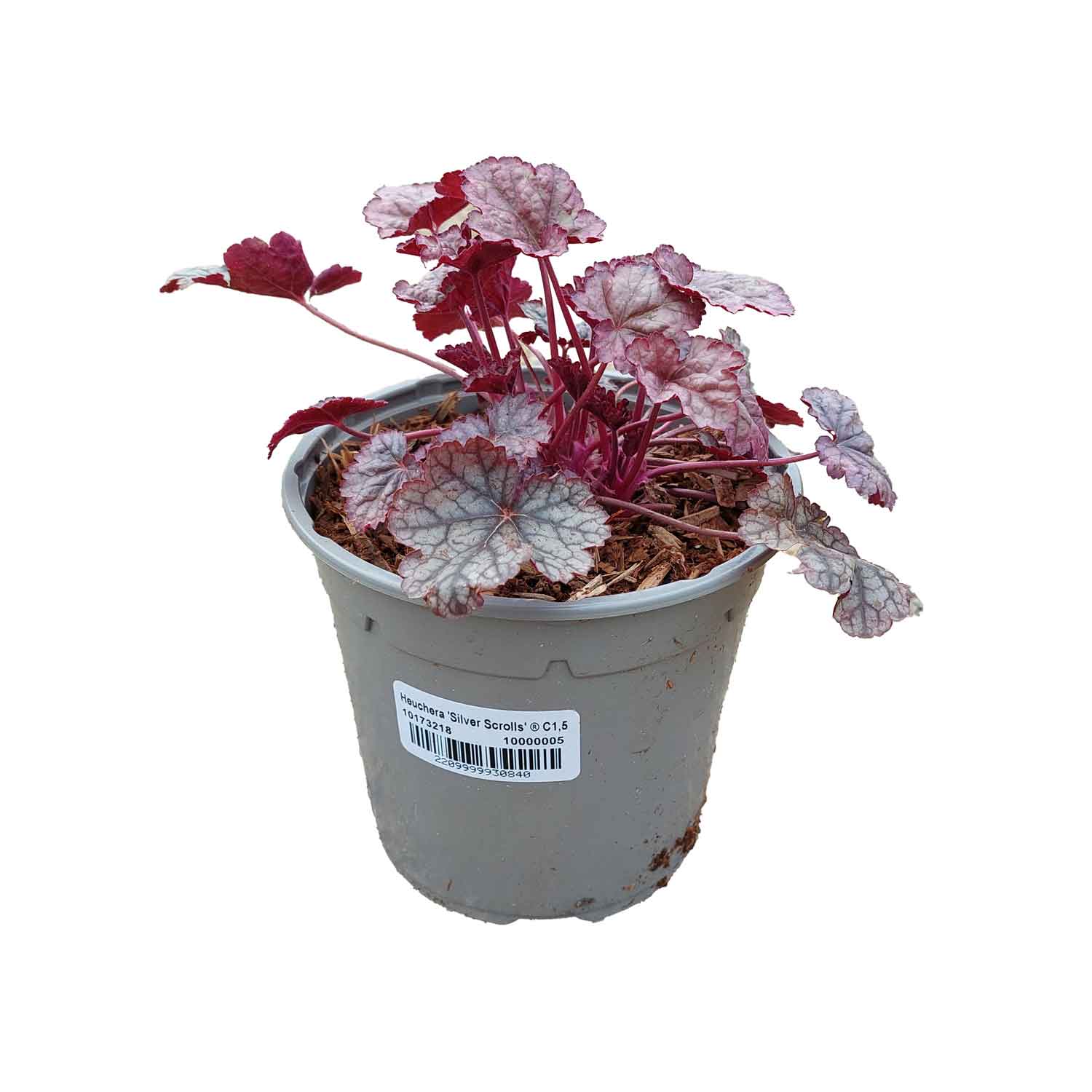 Heuchera 'Silver Scrolls' ® C1,5