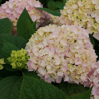 Havehortensie - Hortensia