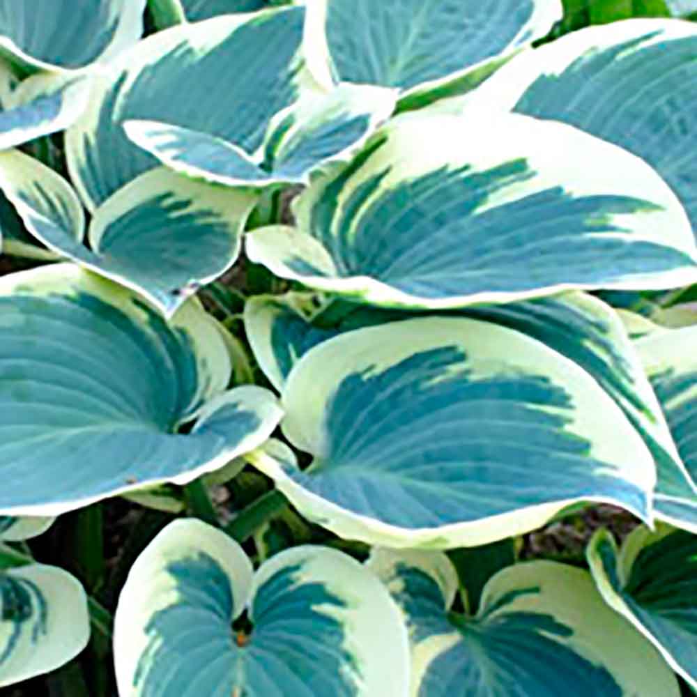 Hosta 'El Niño' P9