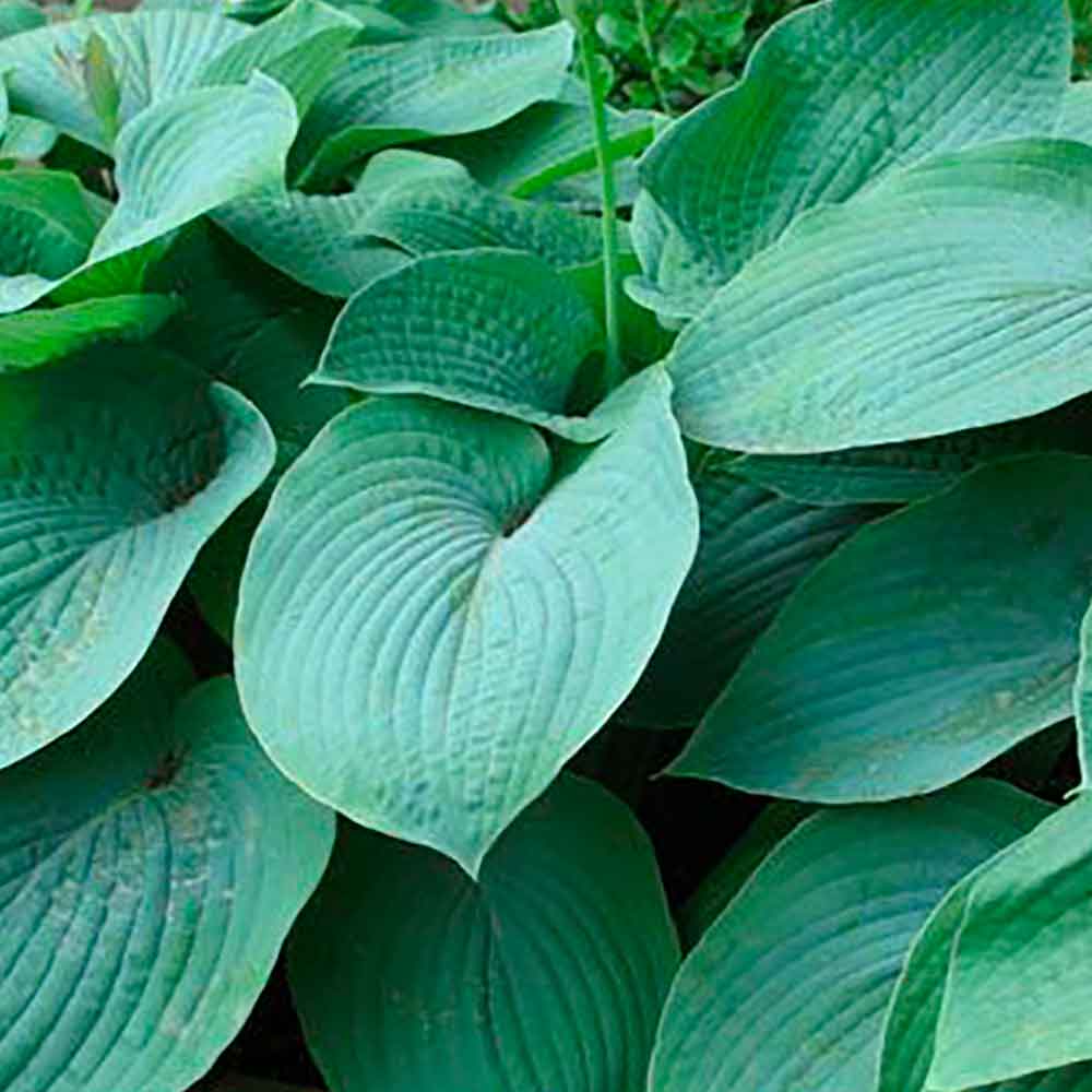 Hosta 'Elegans' P9