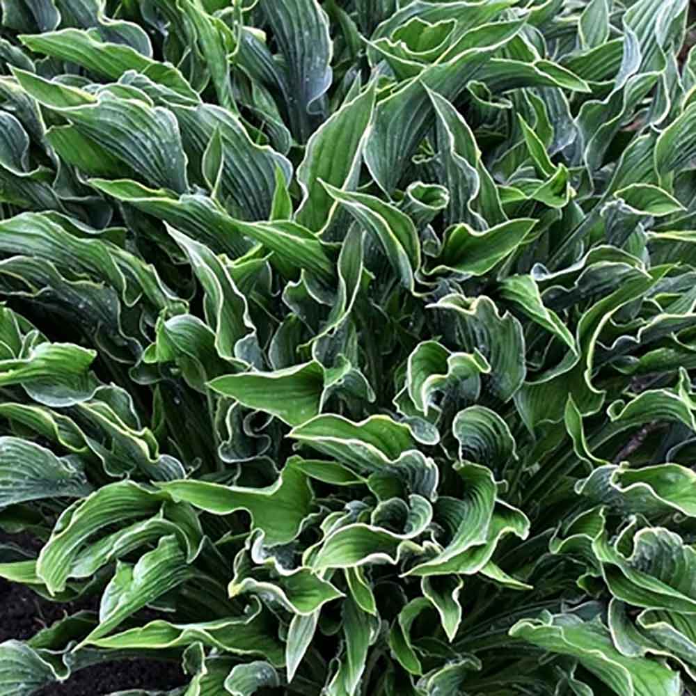 Hosta 'Praying Hands' P9