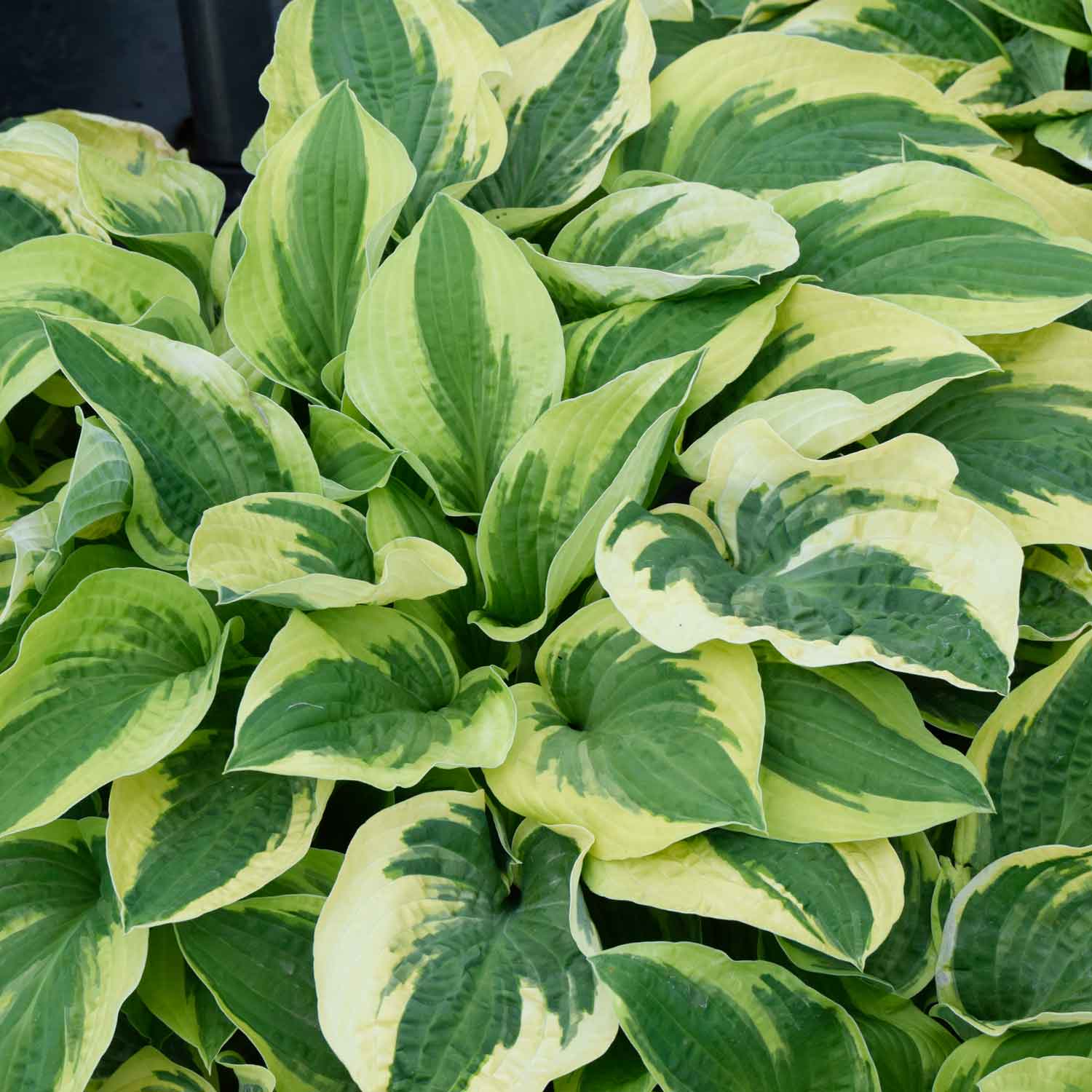 Hosta 'Wide Brim' P9