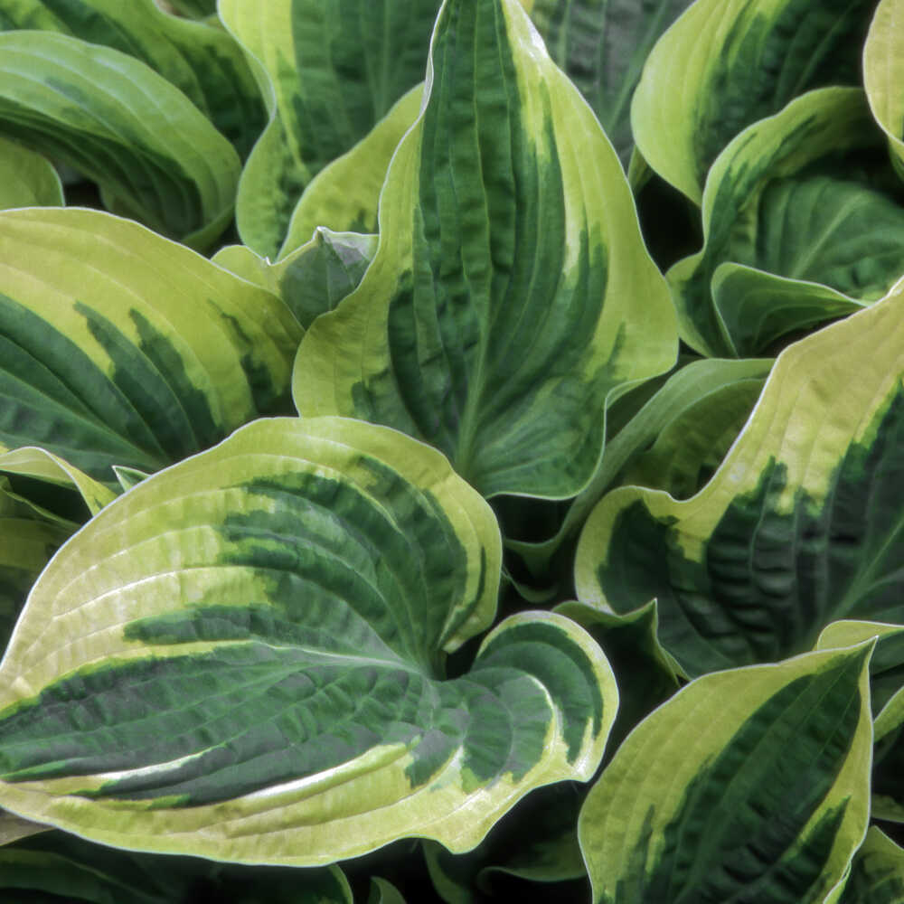 Hosta Wide Brim 13 cm Potte